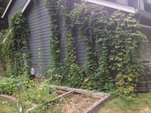 Hops growing along the side of the garage.